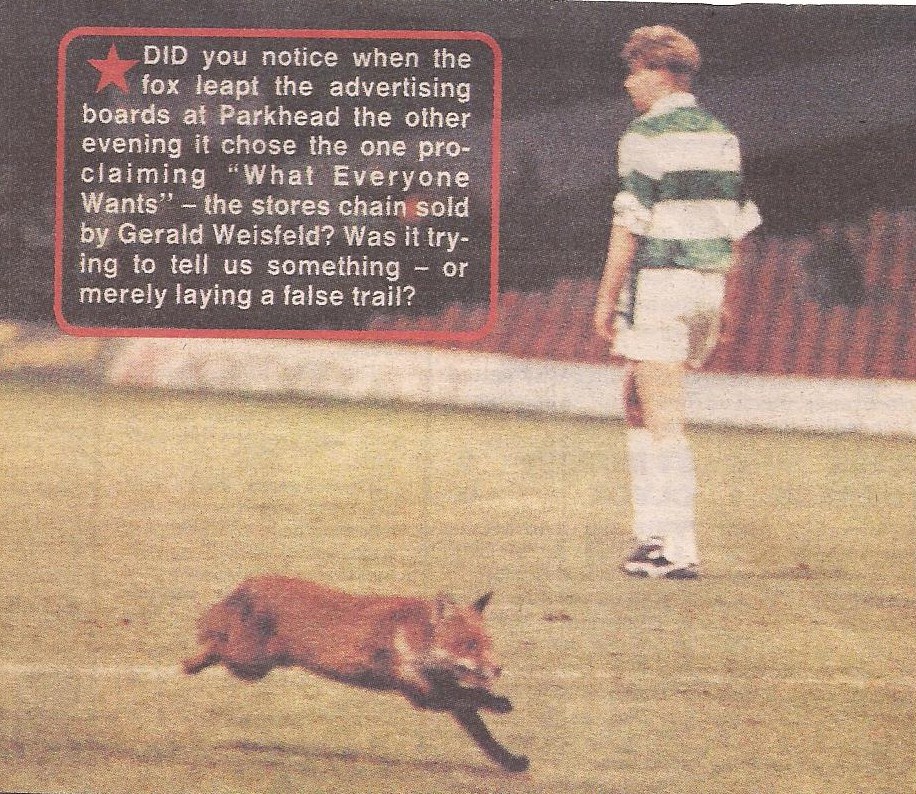 A fox at Celtic Park