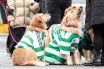 Celtic fans with their dogs are seen during the Scottish Premiership match